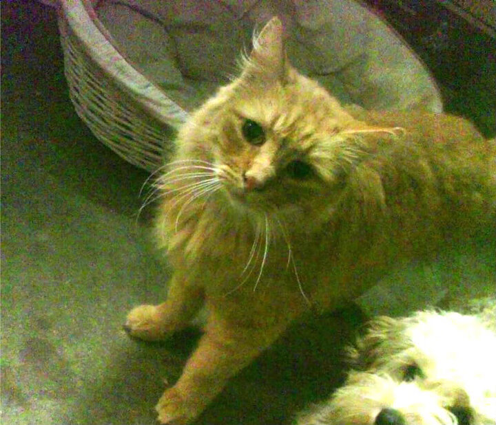 震撼田径接力失误断送夺冠希望,田径接力锦标赛