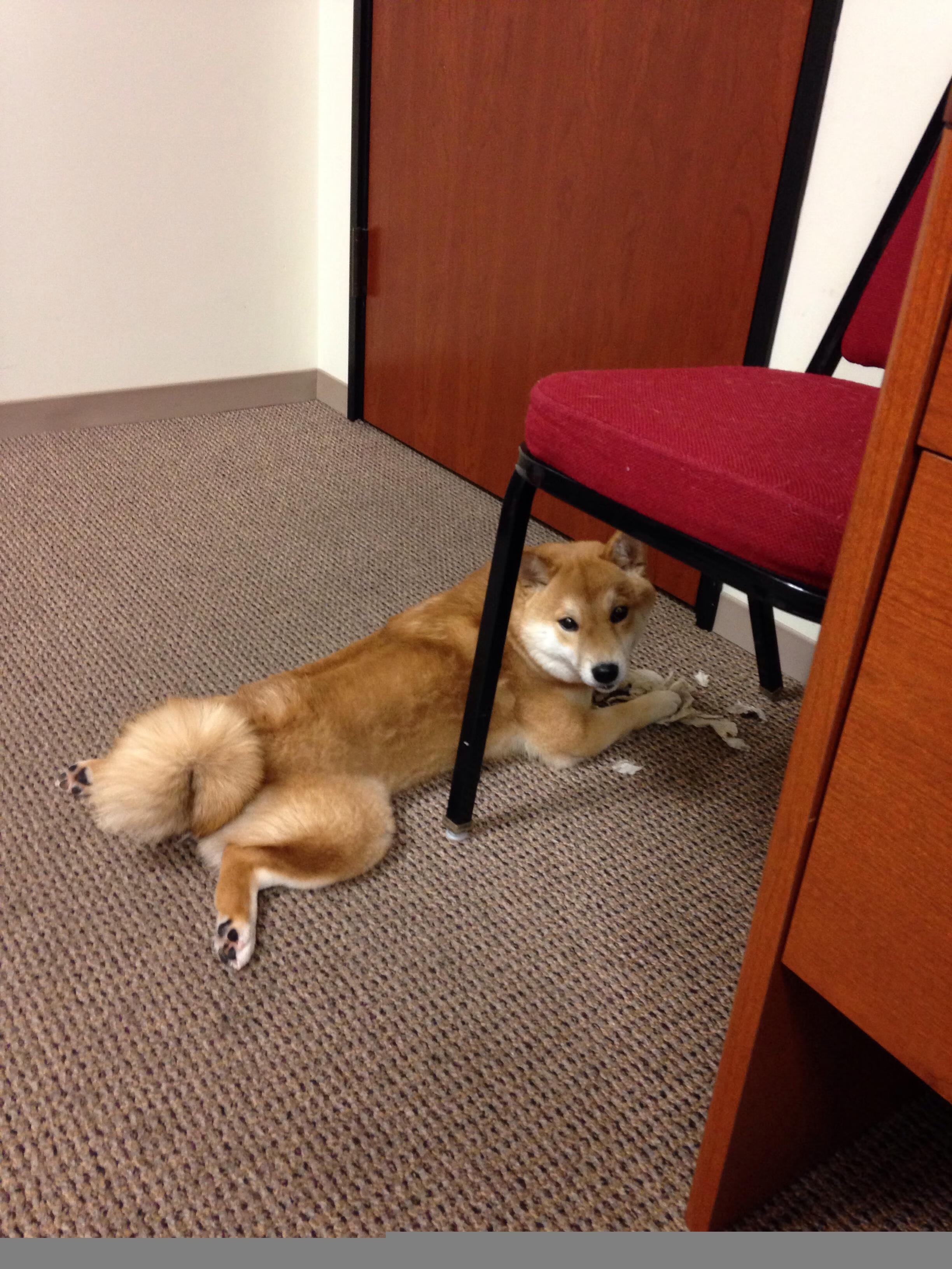 乒乓赛季开战:2024年混合团体世界杯赛制解读,今年乒乓球世界杯团体赛竞赛规则