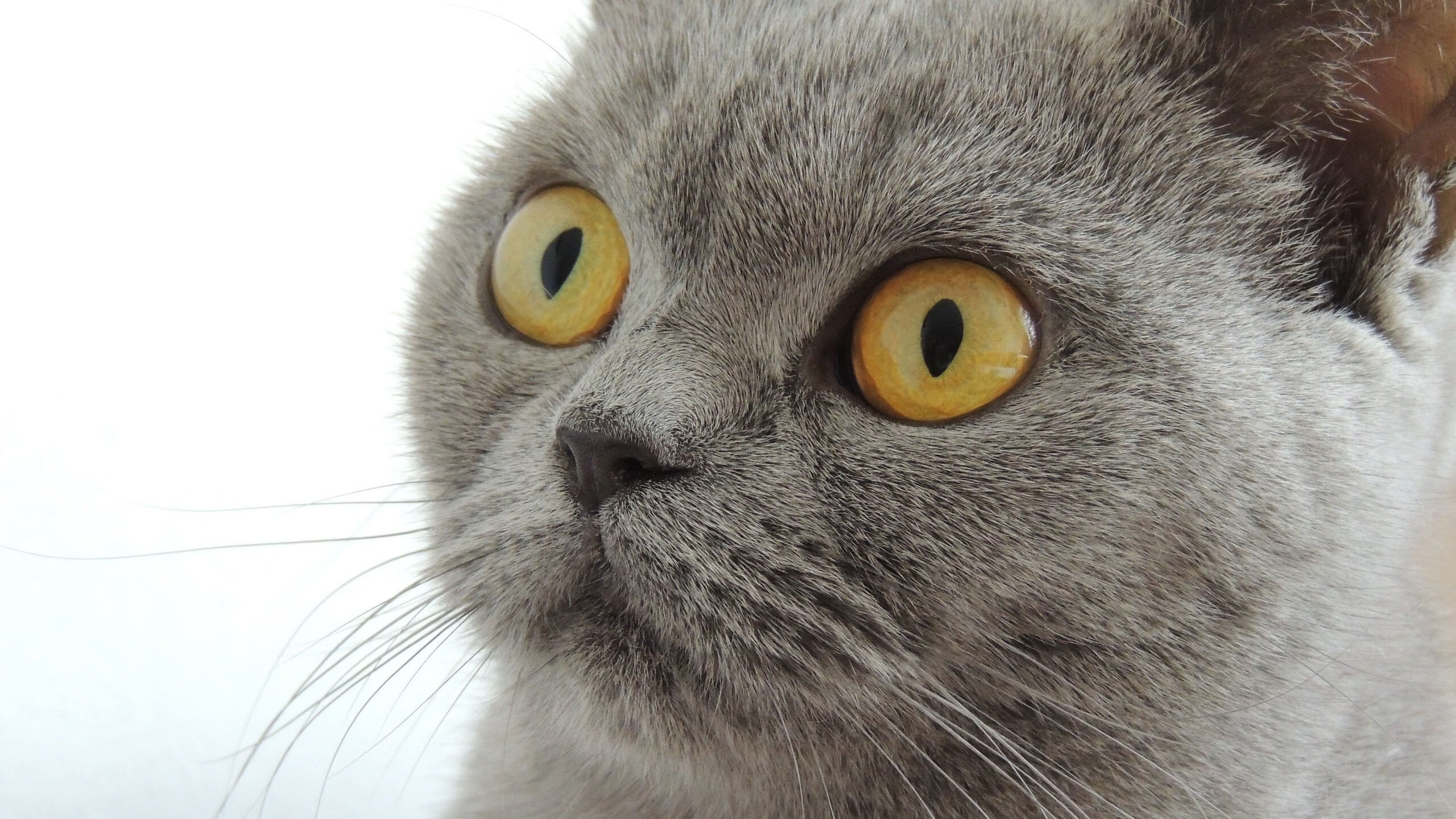 印度队在2024年世界杯中的关键对决与精彩时刻,印度进世界杯