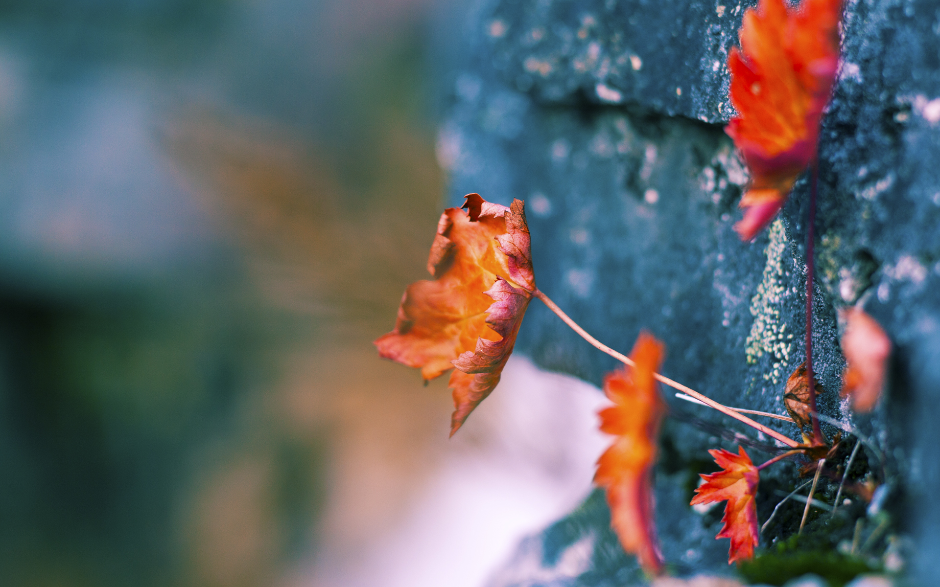 开云官网登录-攀岩运动吸引力增强参与度提升，攀岩运动吸引力增强参与度提升的原因