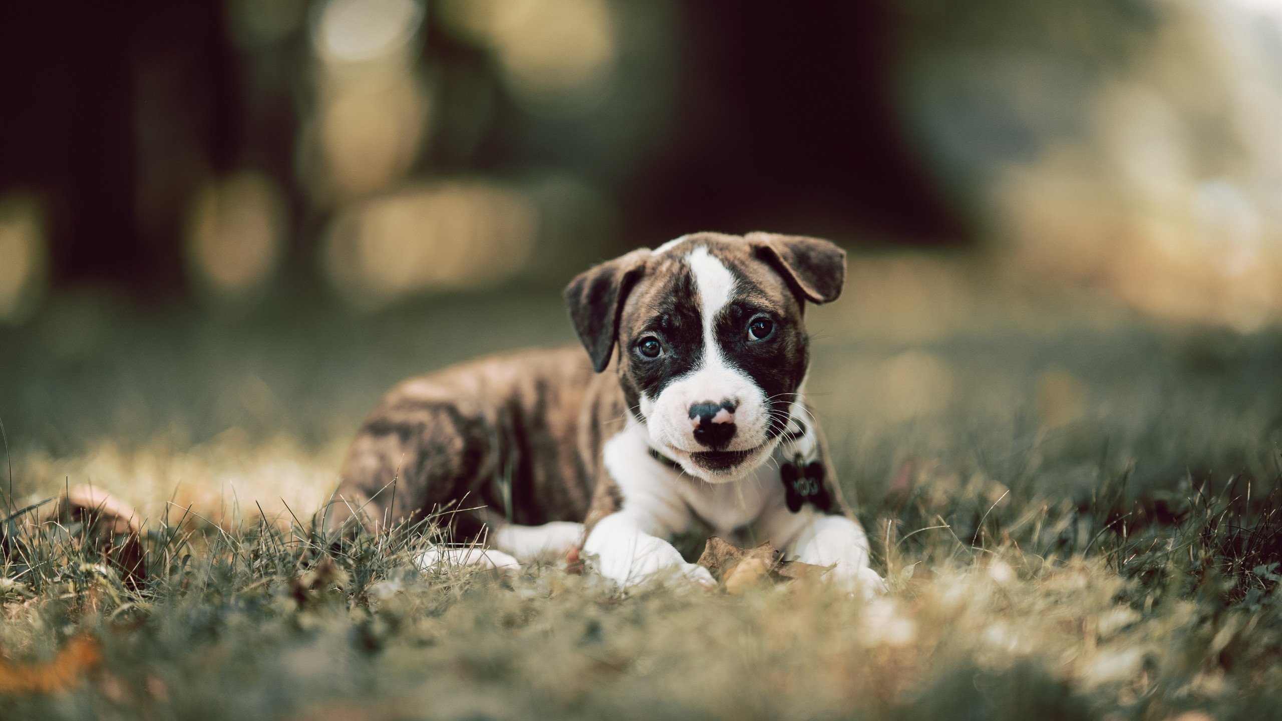 球员跑位是否越来越依赖战术引导而非临场判断,跑位最好的球员