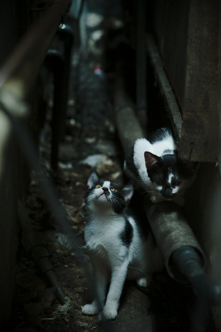 罗马尼亚队赛制剖析:如何在国际比赛中借助团体赛制提升自信,罗马尼亚已组联赛