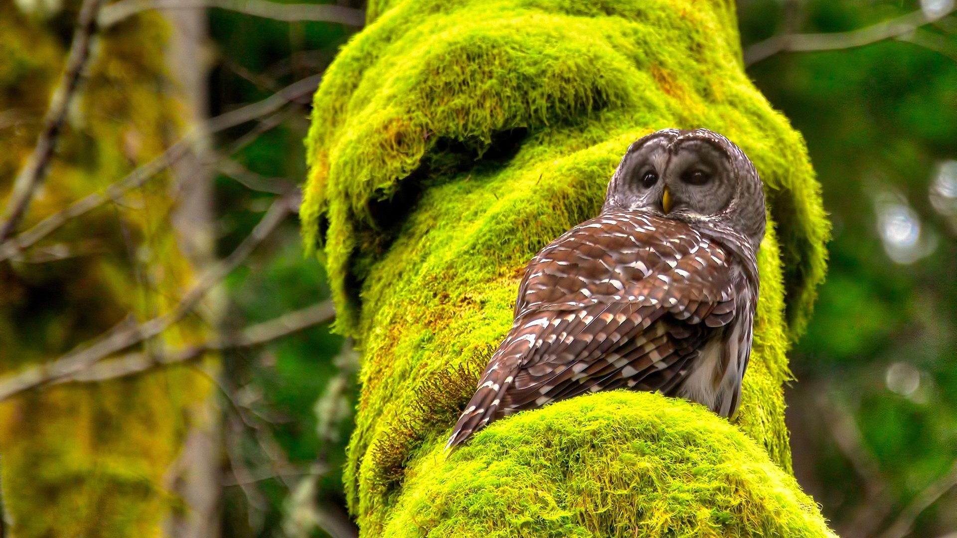 世界女子橄榄球竞争激烈,谁能登顶?,女子橄榄球世界排名