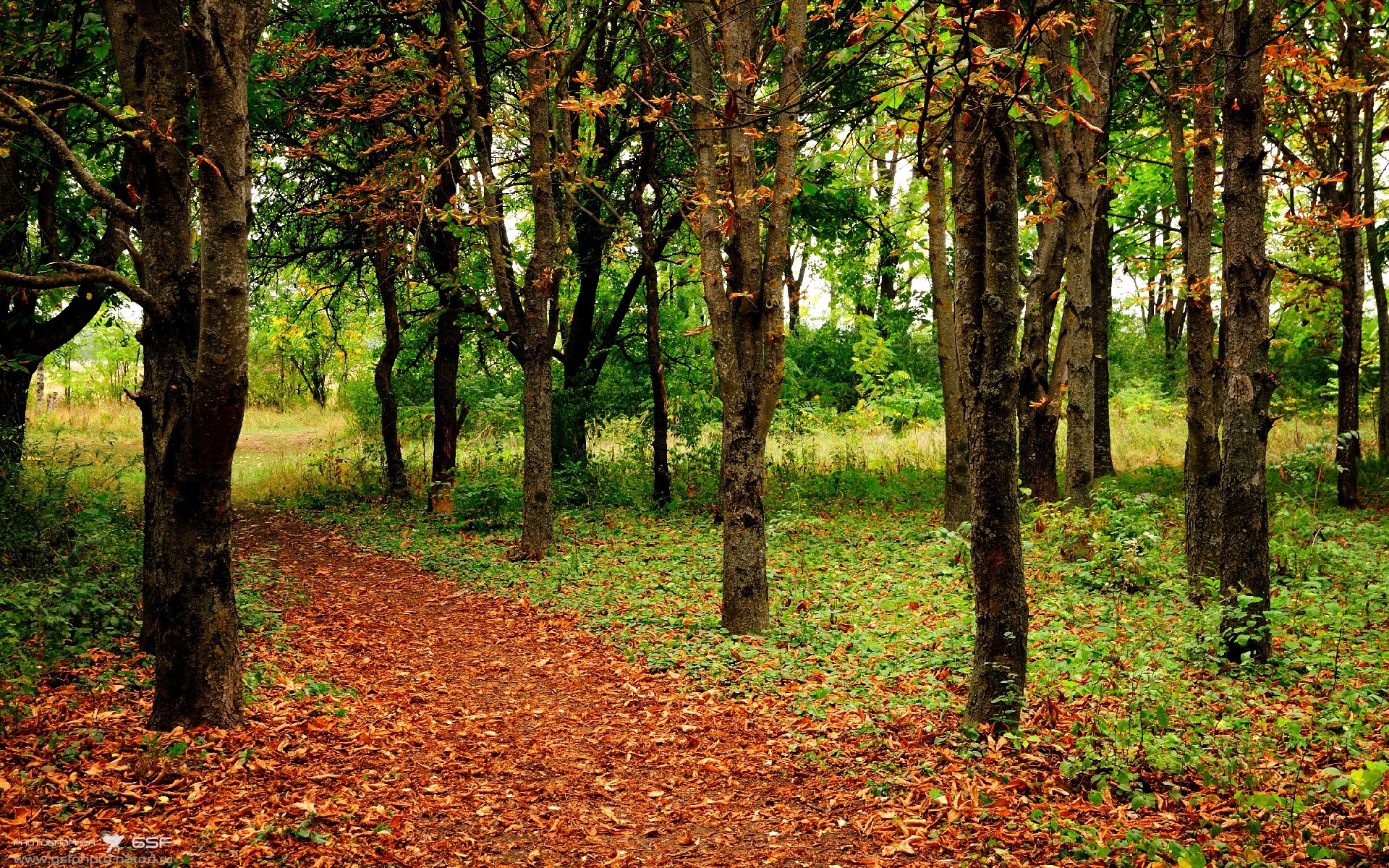 南非羚羊队的反击战术:快速回转进攻是他们的制胜法宝,南非羚羊直升机