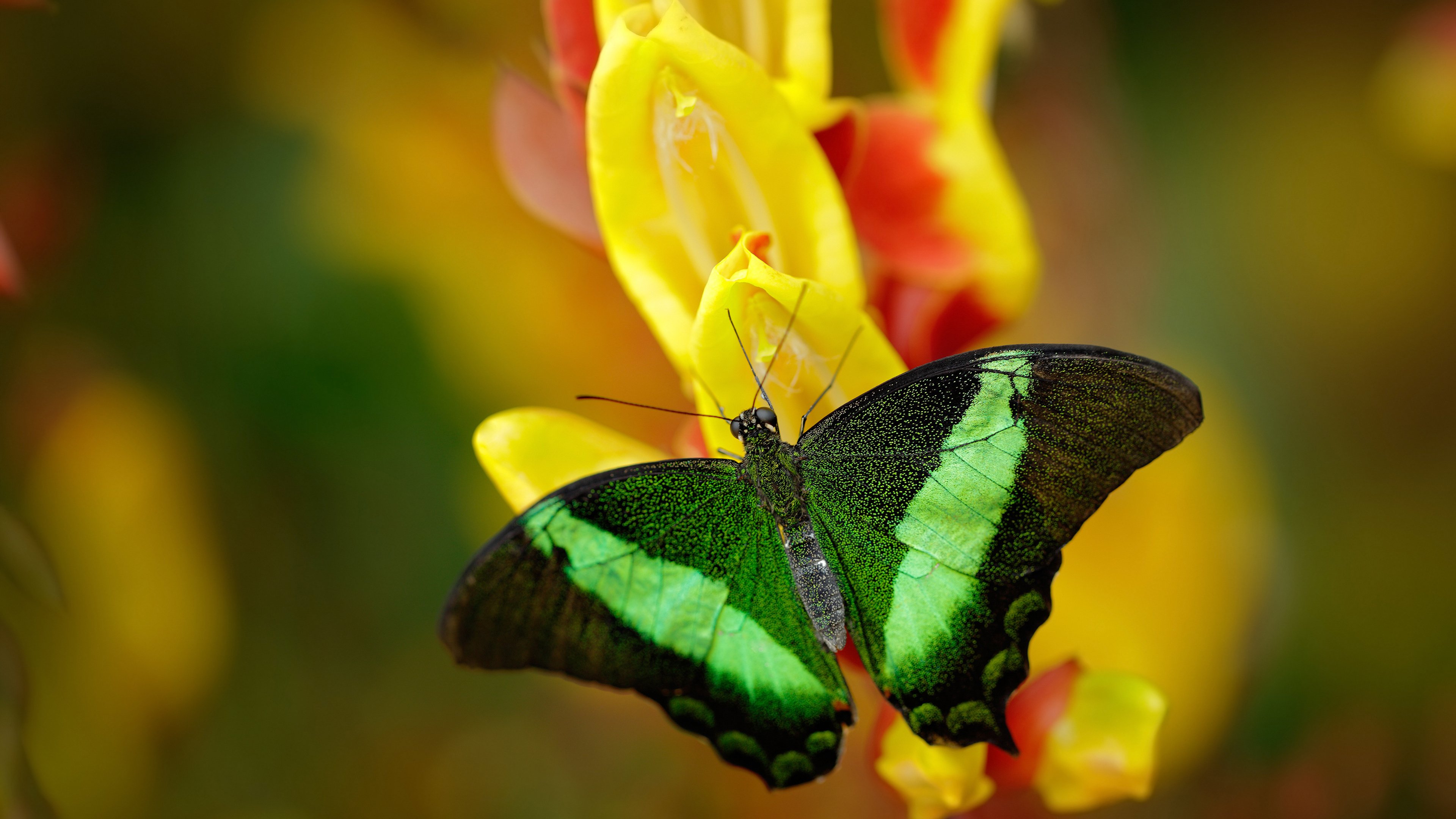 南非橄榄球赛事观众持续增加,品牌价值日益增强,南非 橄榄球