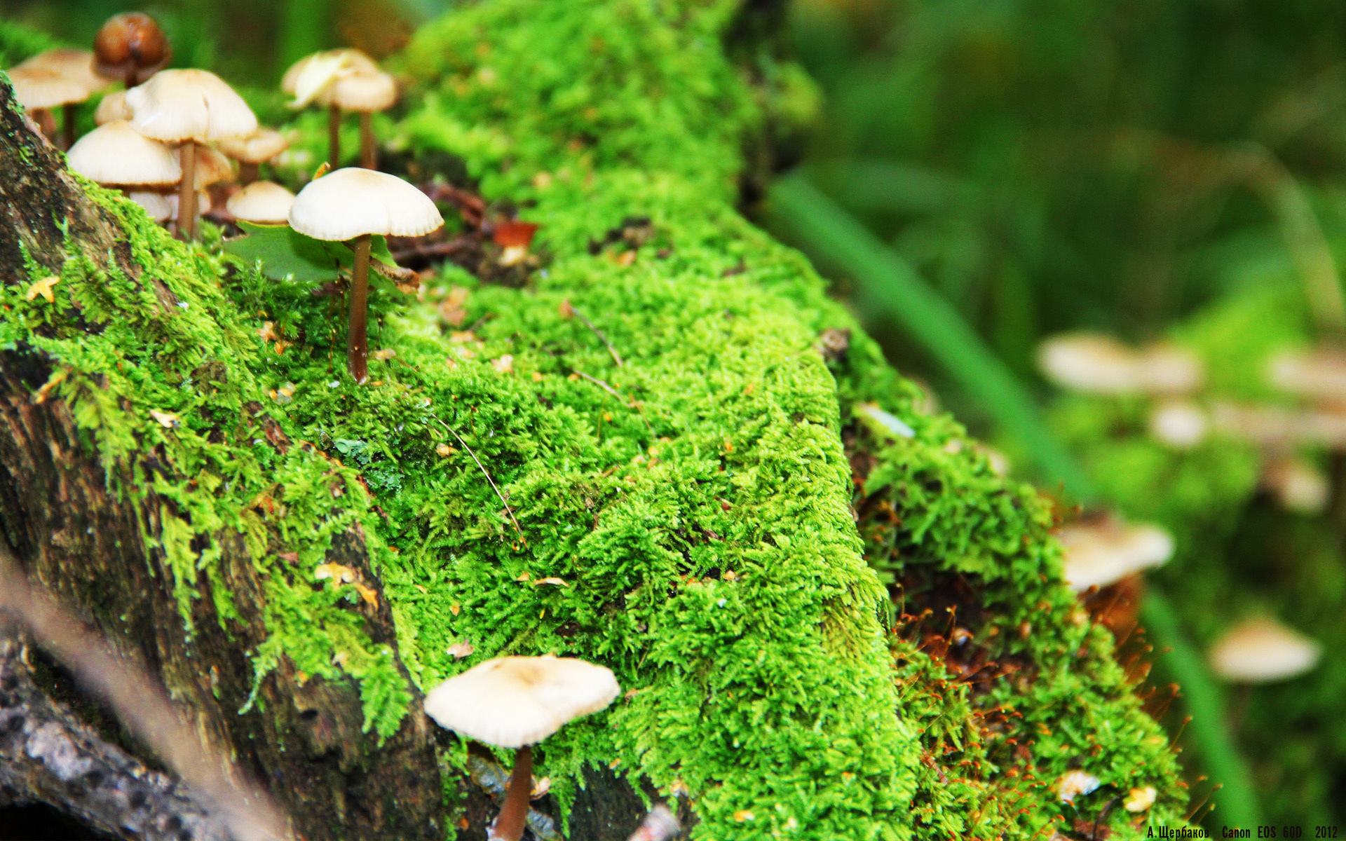 水球焦点战奥地利沉着应对