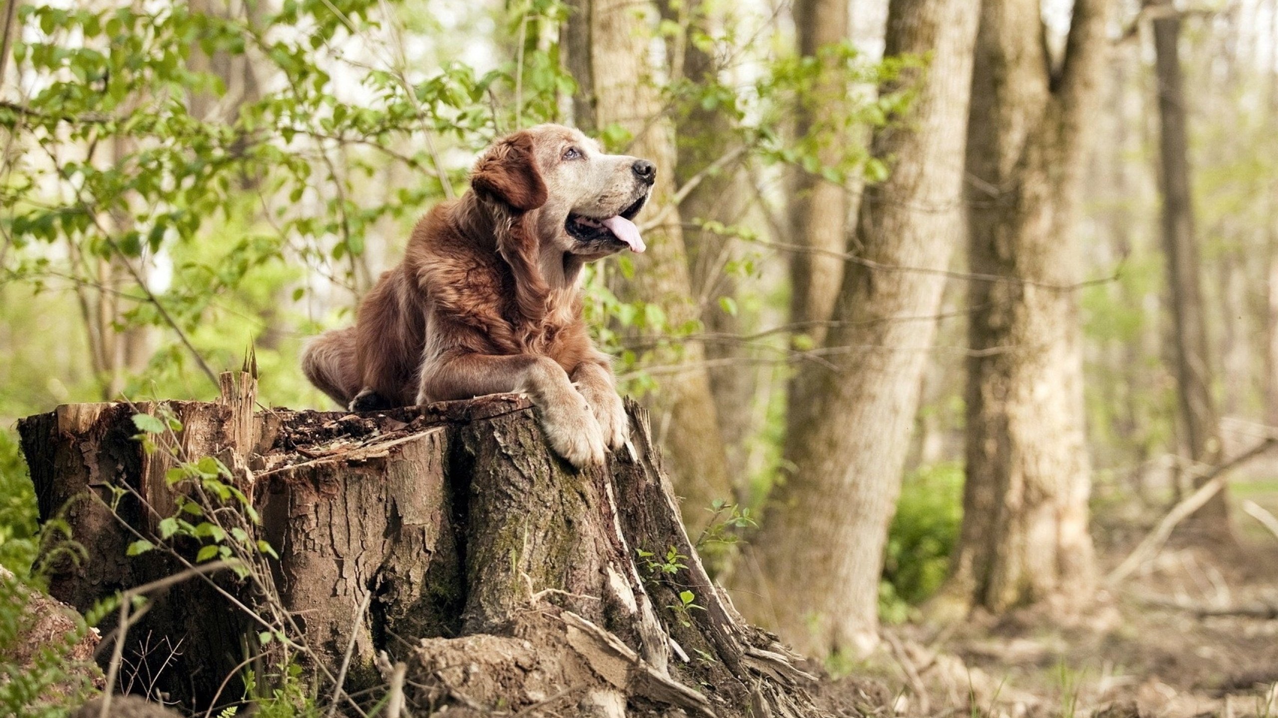 湖人客场奔赴密集行程主力轮换调整,湖人客场配色