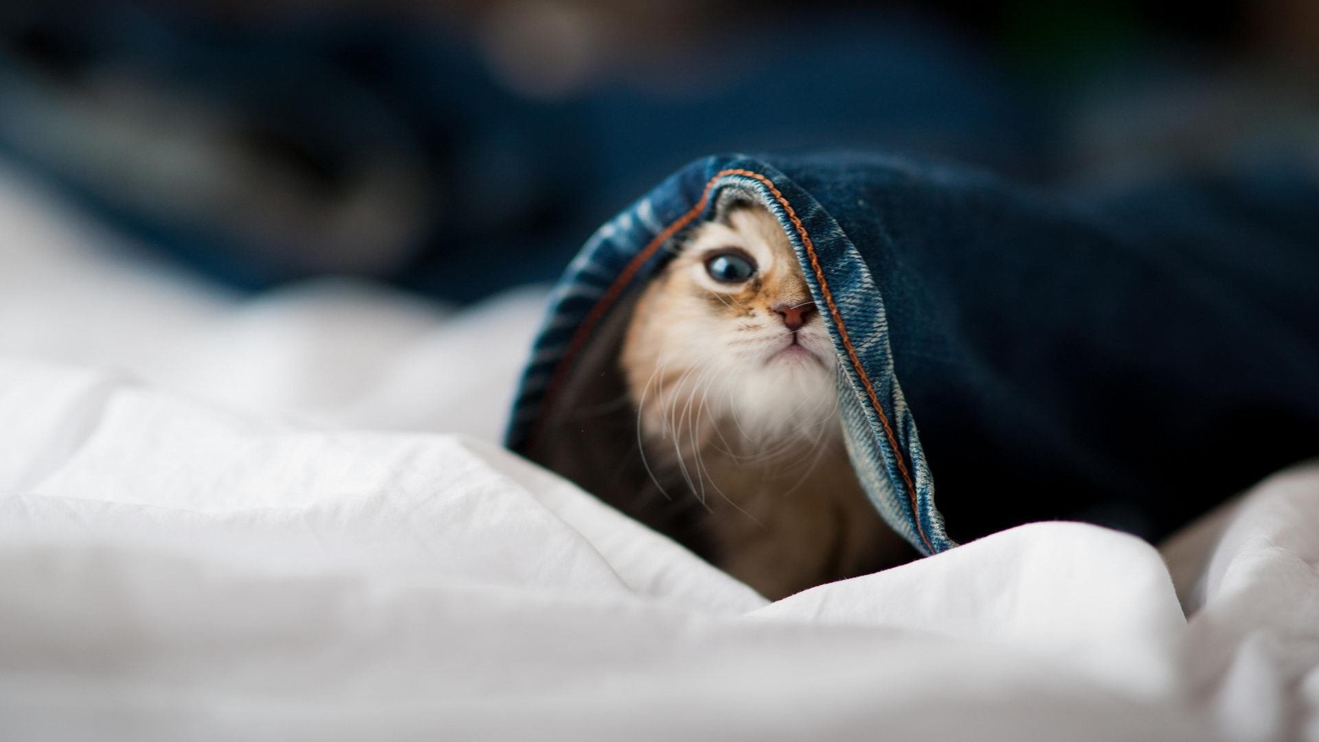 足球联赛转会市场热潮,足球转会市场排名